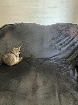 AlisRoxy online show from February 22, 2026, 6:13 am