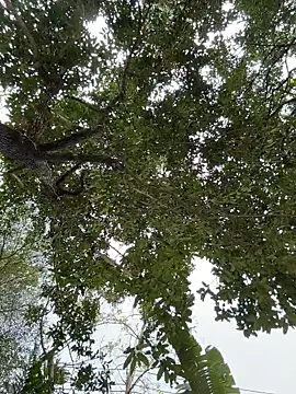 Snapshot of IceMur chatting on February 23, 2026, 3:04 am IceMur online show from February 23, 2026, 3:04 am