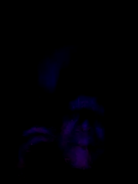 061190 online show from February 28, 2026, 3:46 pm