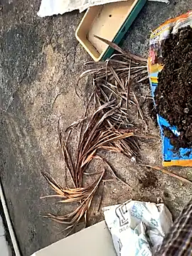 Snapshot of Castrol1289 chatting on February 27, 2026, 3:06 am Castrol1289 online show from February 27, 2026, 3:06 am