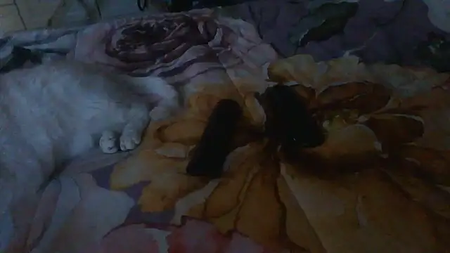 luanahot1 online show from March 31, 2026, 7:42 am