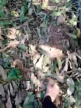 Snapshot of blackbeauty321 chatting on March 3, 2026, 9:04 am blackbeauty321 online show from March 3, 2026, 9:04 am