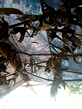 Mizu-hotshow online show from April 11, 2026, 3:44 am