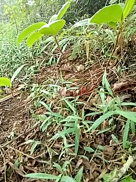 maymay121 online show from April 18, 2026, 10:08 am