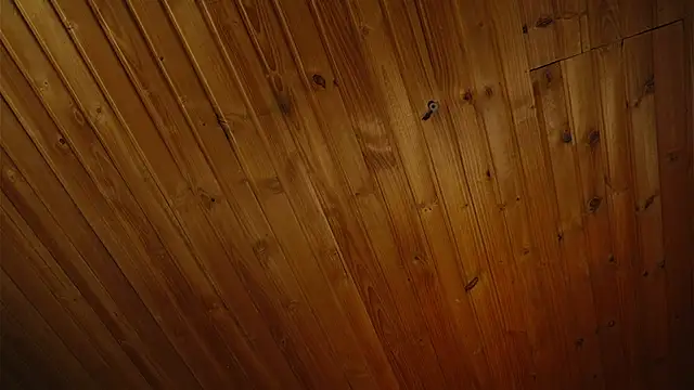 coraline latin online show from September 25, 2025, 7:39 pm