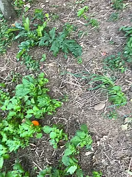 curcuro online show from March 28, 2026, 3:22 pm