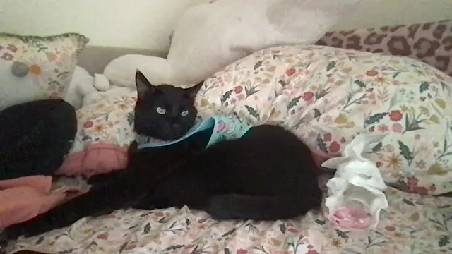 HYPHYtype online show from September 9, 2025, 10:31 pm