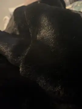 Furdale online show from December 20, 2024, 3:10 pm