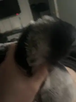 Furdale online show from January 14, 2025, 3:26 pm