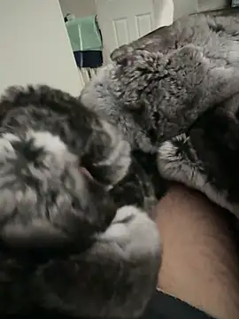 Furdale online show from September 24, 2025, 2:20 pm