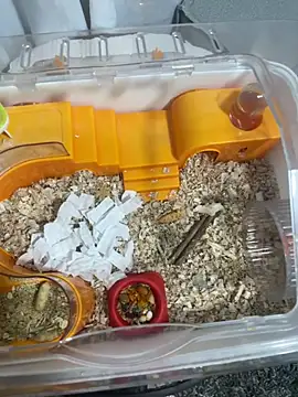 Im sophiie online show from February 15, 2026, 6:43 am