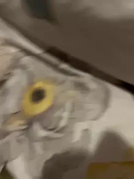 sweetmystery1 online show from March 13, 2025, 7:17 pm