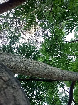 Snapshot of Keli_Jessi chatting on September 14, 2025, 1:21 pm Keli Jessi online show from September 14, 2025, 1:21 pm