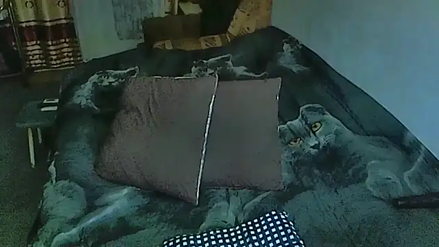 sex2 online show from October 14, 2025, 11:05 pm