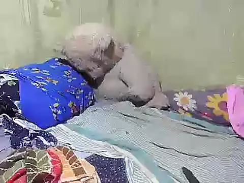 Snapshot of Alora-shine chatting on February 18, 2025, 9:21 am Alora-shine online show from February 18, 2025, 9:21 am