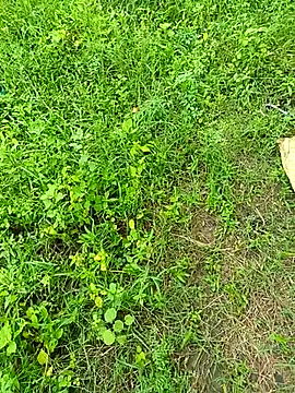 Snapshot of kummuduabbai chatting on September 12, 2025, 8:25 am kummuduabbai online show from September 12, 2025, 8:25 am