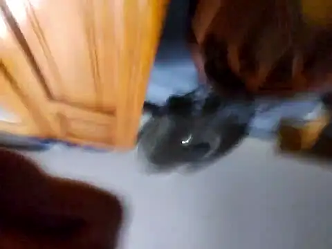 Daza67 online show from April 5, 2026, 6:21 am